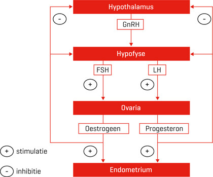 De hypothalame-hypofysaire-ovariële-as