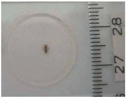 Hoofdluis / Pediculosis capitis | H&W