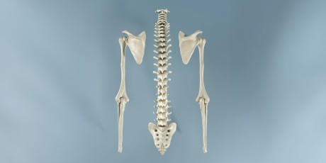 Figuur 2 | Sekseverschillen in botmassa naar leeftijd.
