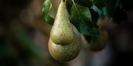 Een scrotale zwelling kan variëren van onschuldig tot potentieel levensbedreigend. Foto: Unsplash