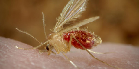 Zandvlieg op een huid