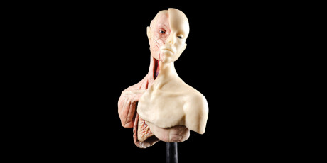 Een genderneutraal anatomisch model Epione van de Franse kunstenaar en kunsthistoricus Nathalie Latour.