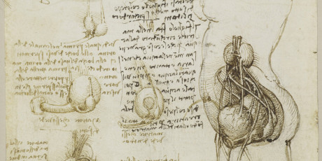 Tekening van Leonardo da Vinci van de mannelijke en vrouwelijke voortplantingssystemen. Illustratie: Leonardo da Vinci, Public domain, via Wikimedia Commons