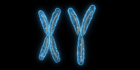 Erfelijke ziekten die doorgaans bij 1 geslacht voorkomen, kunnen soms ook bij het andere geslacht optreden. Foto: Shutterstock