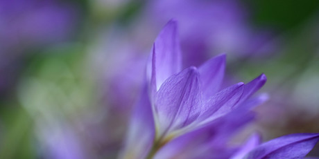 Colchicine kan mogelijk de kans op een nieuw hartinfarct of een beroerte verkleinen. Het wordt gewonnen uit de krokusachtige herfsttijlloos.  Foto: Shutterstock