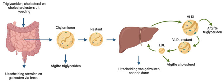 Illustratie proces vetverbranding
