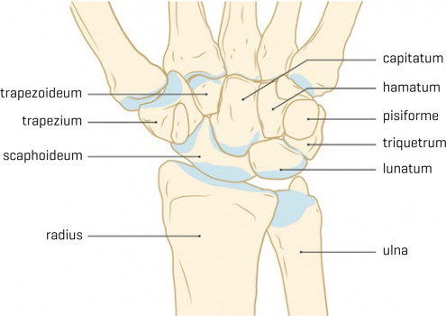 De carpalia en de onderarmbeenderen (palmaire zijde links).