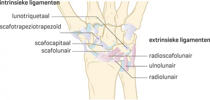 Intrinsieke en extrinsieke ligamenten van de pols (palmaire zijde links).