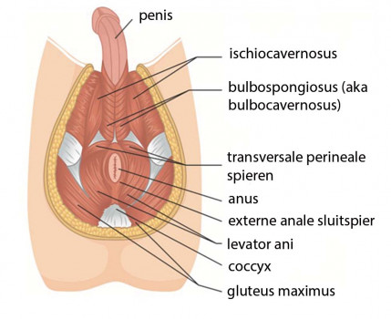 Bij SRPE ontstaan er spasmen in twee spieren aan de basis van de penis, de m. bulbospongiosus en de m. ischiocavernosus.
