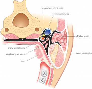 Anatomie van de keel: de tonsil versus de vena jugularis interna