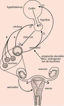 Hypothalamus-hypofyse-ovariumas