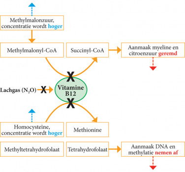Invloed van lachgas op vitamine B12-metabolisme en -functie