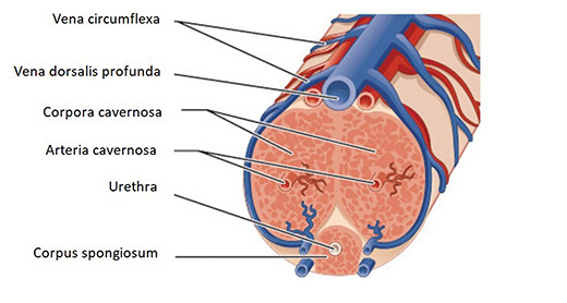 De tromboflebitis manifesteert zich bij de vena dorsalis profunda.
