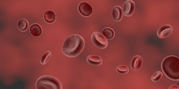 Bloedcel